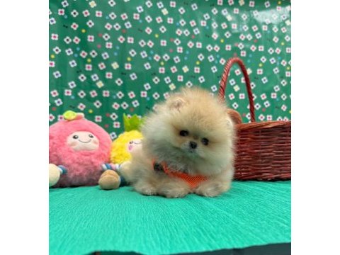 Pomeranian yavrular