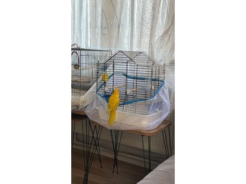 Şarkıcı paraket papağanı