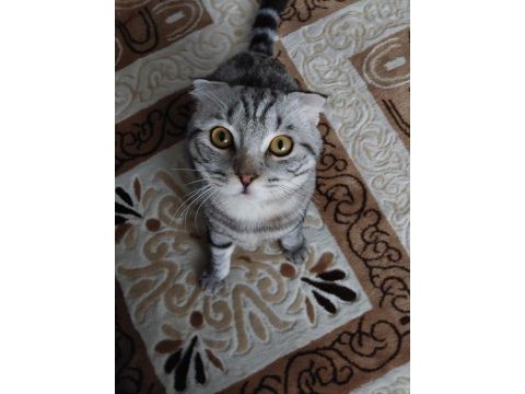 Duman bir buçuk yaşında erkek scottish fold