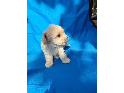 0 numara maltipoo