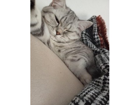Silver tabby british shorthair