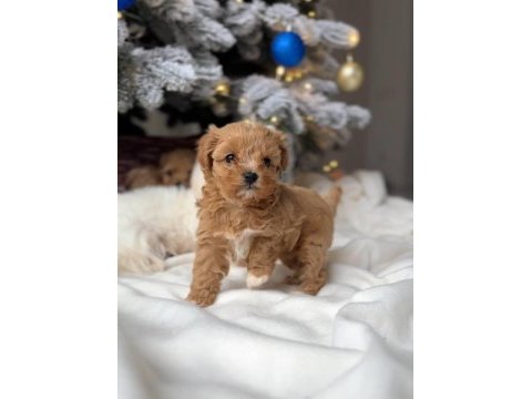 Maltipoo bebeklerimiz
