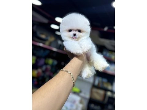 Irk garantili sözleşme ile teslim pomeranian