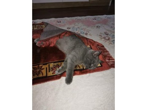 British shorthair 5 aylık erkek