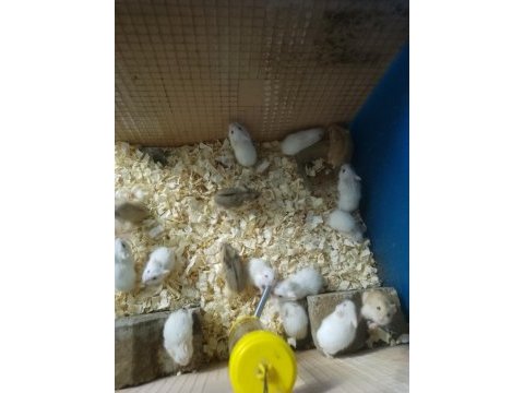 Toptan perakende gonzales hamster bebekler