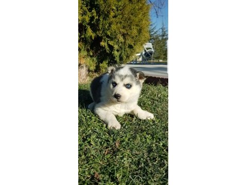 Masmavi gözlü safkan husky yavruları