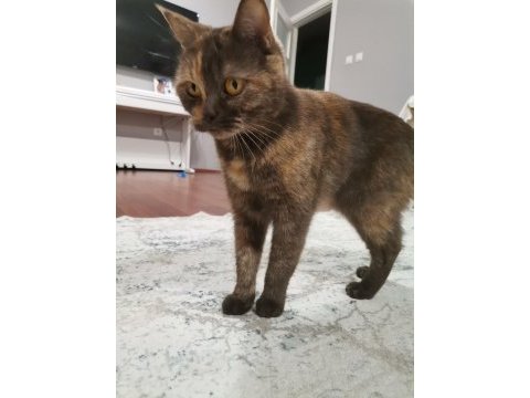 British shorthair kitten brown color cholatte