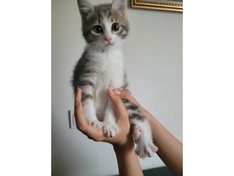 Tonkuş yavru kediler