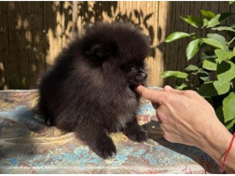 A kalite pomeranian tea cup dişi