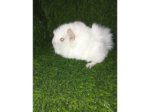 Guinea pig yavrular aynı gün set halinde teslim edilir