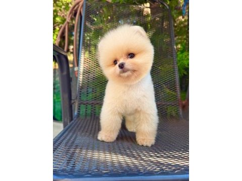 Pomeranian boo kusursuz