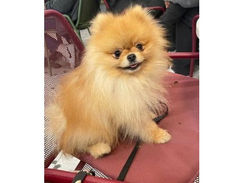Orijinal pomeranian boo