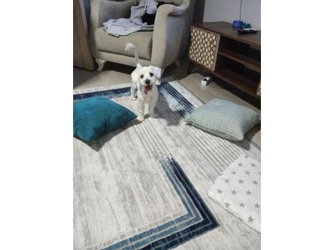 Köpeğimiz 1.5 yaşında maltese