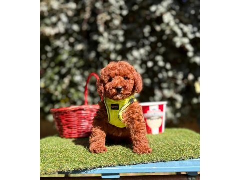 Safkan toy poodle yavrularımız