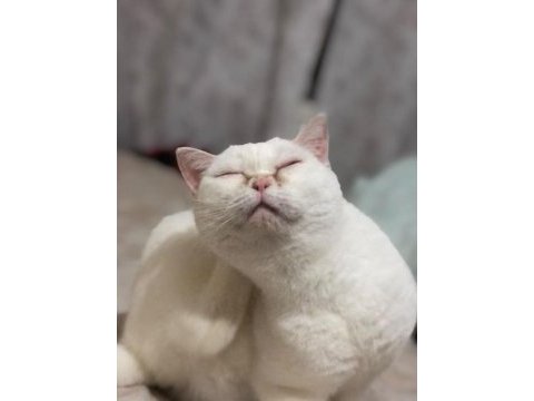 Beyaz british shorthair 1.5 aylık