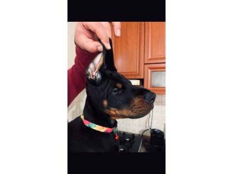 Erkek - dişi european doberman yavrularım ırk garantili