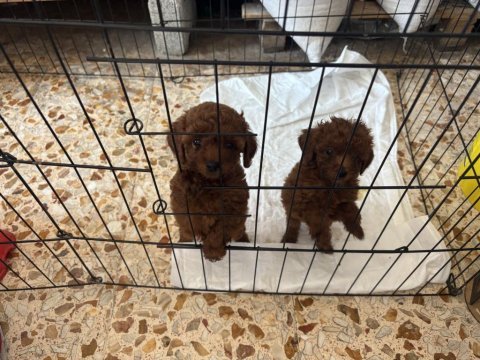 Dark brown teacup poodle