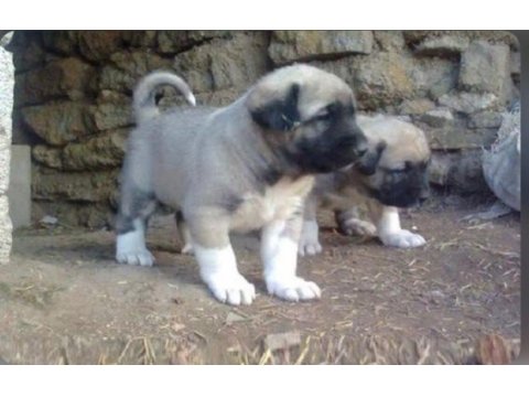 Dişi erkek safkan sivas kangal yavrularımız