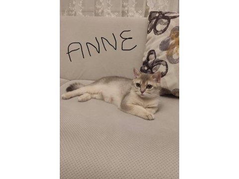 Golden british shorthair safkan