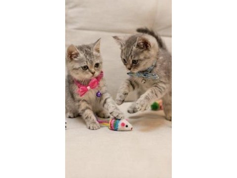 British shorthair yavru kediler