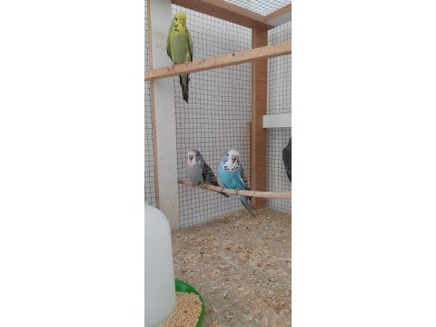 Sahibinden show muhabbet kuşlar