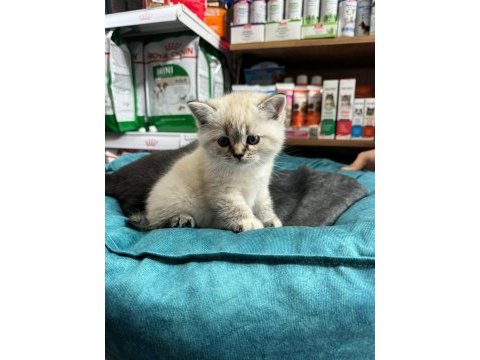 British shorthair yavrularımız teslime hazır
