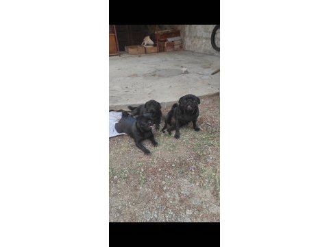 Yetişkin pug mops dişiler