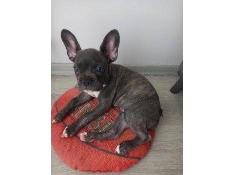 Kızımız hera yı sahiplendiriyoruz french bulldog