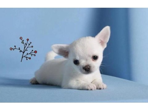 Xxs boy wc eğitimli chihuahua