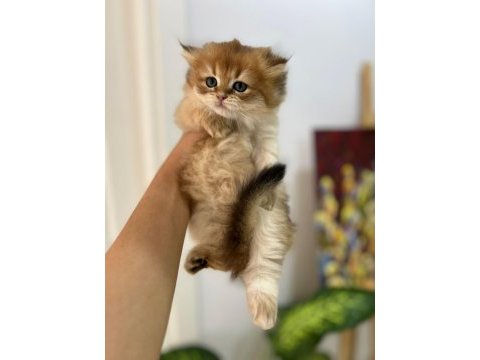 Tarifsiz güzellikte 2 scottish fold / straight yavru