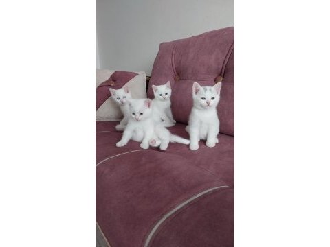 British shorthair bebeklerimiz yeni yuvalarına hazır