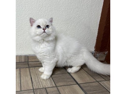 Asil yakışıklı british longhair oğlum