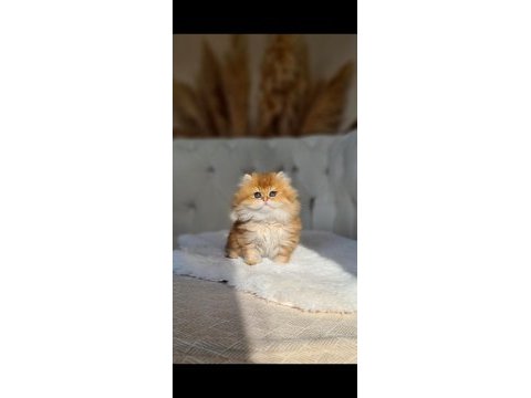 Portakal şekeri golden british long dişi yavrum