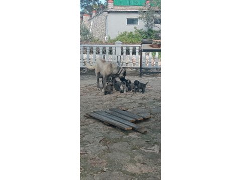 Orijinal kangal eniklerimiz yeni sahiplerini arıyor