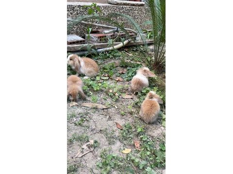 10 adet lop tavşanı yer izmir