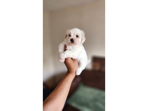 Dünya güzeli maltese yavrularım