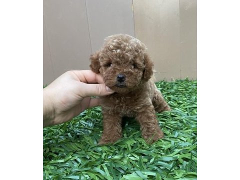Kilo garantili poodle bebeğimiz