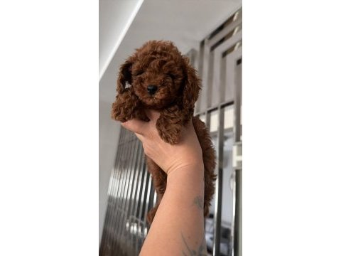 A kalite toy poodle