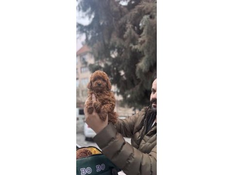 Safkan sağlıklı toy poodle yavrular anne altından