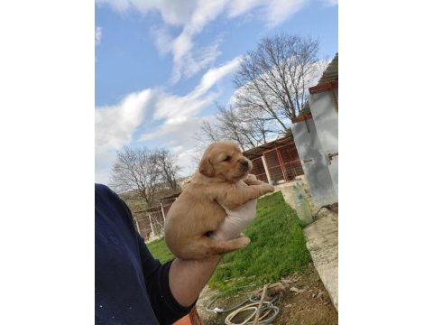 Golden retriever yavruları