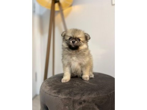 Pomeranian yavrular