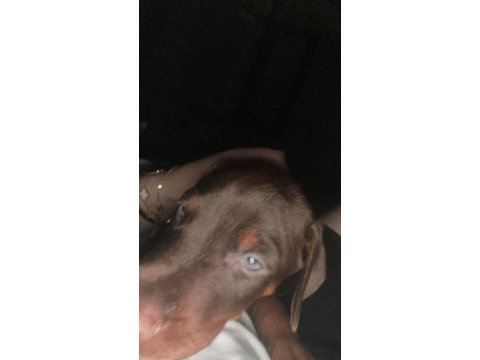 Safkan kızıl yavru doberman