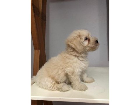 Maltipoo 2 aylık
