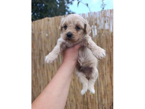 Sağlık garantili, üst kalite maltipoo yavrular