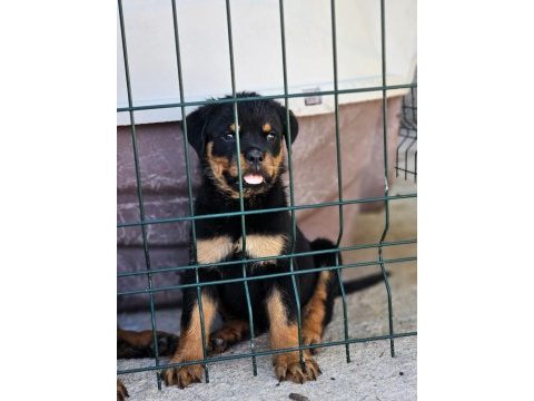Erkek dişi a scr kif rottweiler