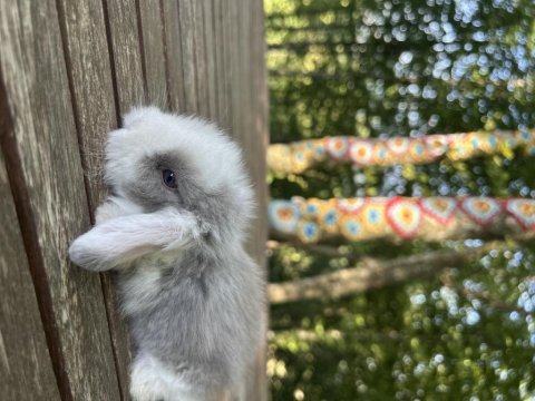 Hollanda lop tavşanı yavruları