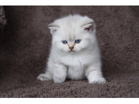 British shorthair 2 aylık yavrumuz