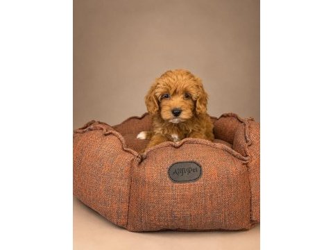 Babyface maltipoo yavrularımız