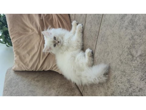 3 aylık dişi british longhair
