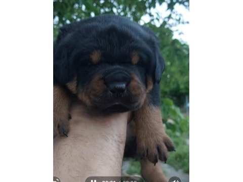Irk garantili rottweiler yavruları